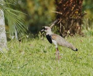 Southern lapwing