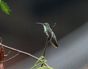 Black-throated mango (female)
