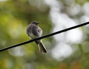 Gray-breasted martin