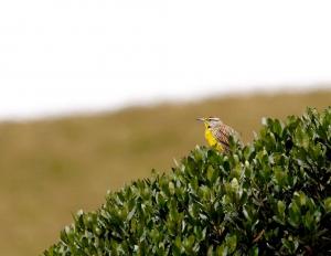 Eastern meadowlark