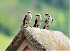 Tropical mockingbird