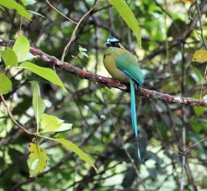 Andean motmot