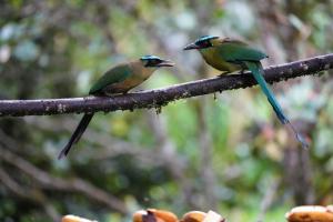 Andean motmot