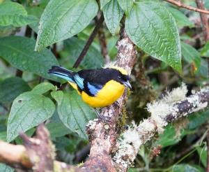 Blue-winged mountain-tanager
