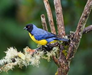 Hooded mountain-tanager