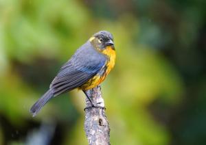 Lachrymose mountain-tanager