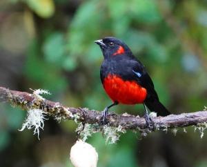 Scarlet-bellied mountain-tanager