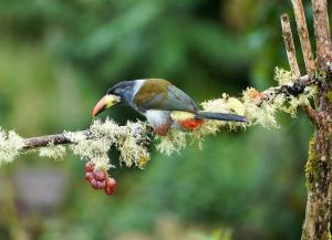 Gray-breasted mountain-toucan