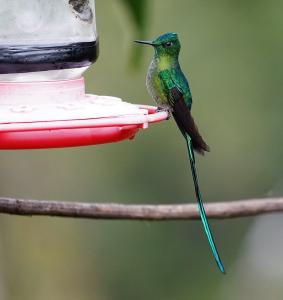 Long-tailed sylph (male)