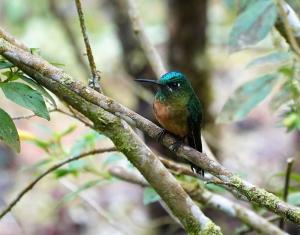 Long-tailed sylph (female)