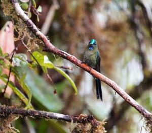 Violet-tailed sylph