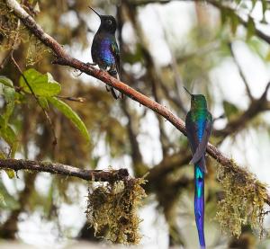 Violet-tailed sylph (lower right)