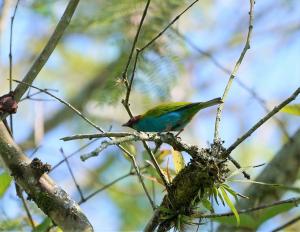 Bay-headed tanager