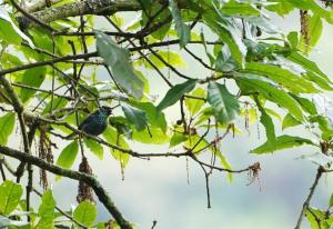 Black-capped tanager