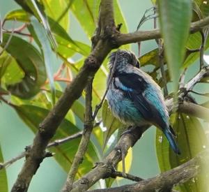 Black-capped tanager