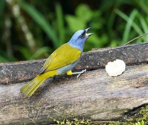 Blue-capped tanager