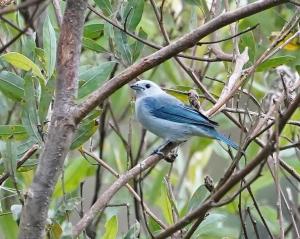 Blue-gray tanager