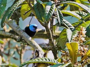 Blue-necked tanager
