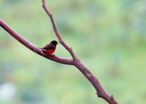 Crimson-backed tanager
