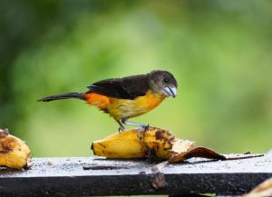 Flame-rumped tanager (female)