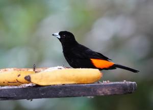 Flame-rumped tanager (male)