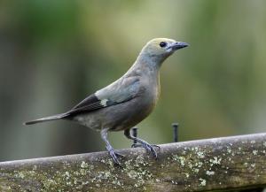 Palm tanager