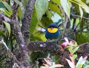 Purplish-mantled tanager