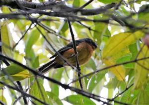 Rufous-crested tanager