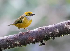 Silver-throated tanager