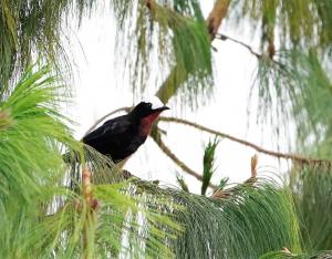 White-capped tanager