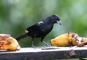 White-lined tanager (male)