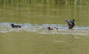 Blue-winged teal