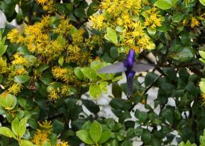Purple-backed thornbill