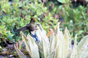Rainbow-bearded thornbill