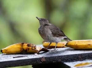 Black-billed thrush