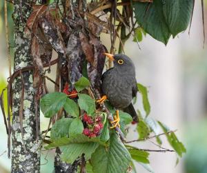 Great thrush