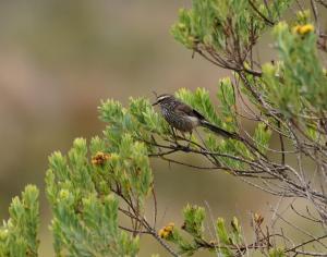 Andean tit-spinetail