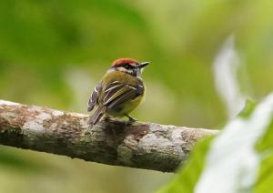 Rufous-crowned tody-flycatcher
