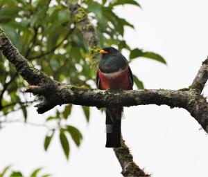 Masked trogon
