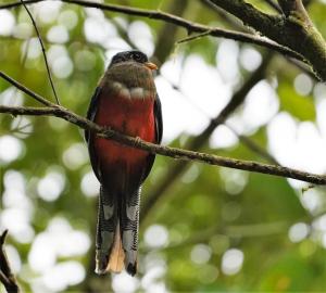 Masked trogon