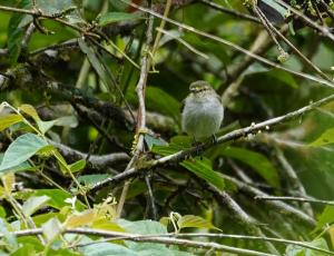 Golden-faced tyrannulet