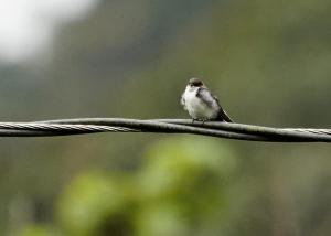 Torrent tyrannulet