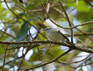 White-banded tyrannulet