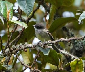 White-throated tyrannulet