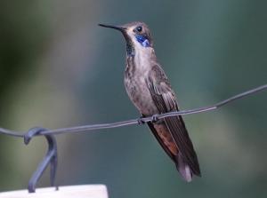 Brown violetear