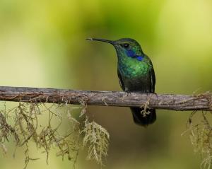 Lesser violetear
