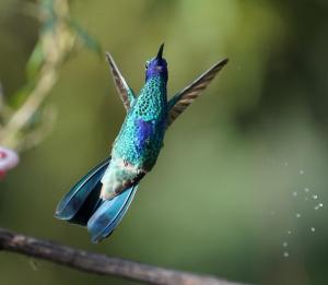 Sparkling violetear