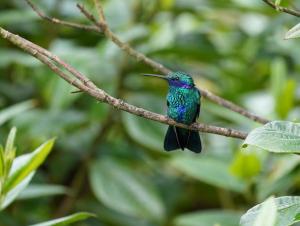 Sparkling violetear
