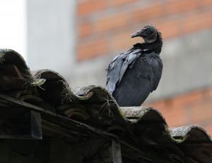Black vulture