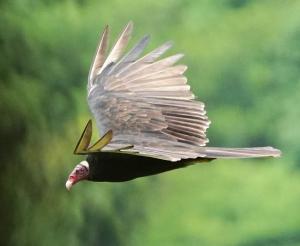 Turkey vulture